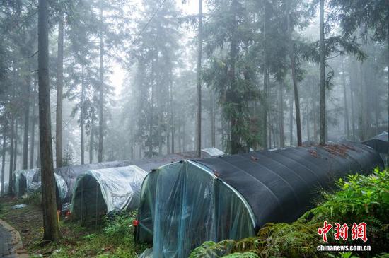 图为务川县黄都镇燕龙村林下马桑菌种植基地。唐哲 摄 图为务川县黄都镇燕龙村林下马桑菌种植基地。唐哲 摄