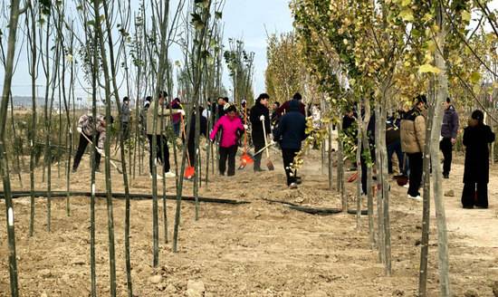 10月18日,克拉玛依市东环路北侧区域,众多市民参与义务植树。克拉玛依融媒记者 崔文娟9