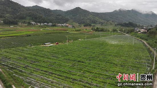 祥脚蔬菜基地一角 祥脚蔬菜基地一角