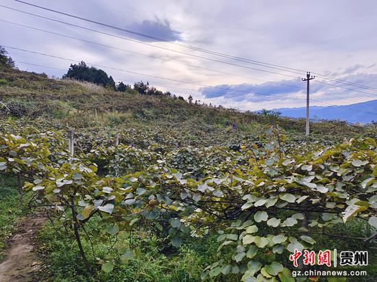 猴桃藤架。习水县融媒体中心供图