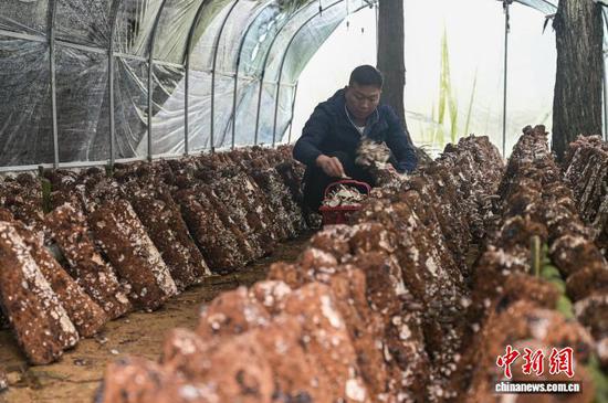 图为胡晓波在大棚内采收马桑菌。唐哲 摄 图为胡晓波在大棚内采收马桑菌。唐哲 摄