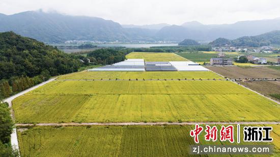 上垟乡稻田风光。王敏智 摄