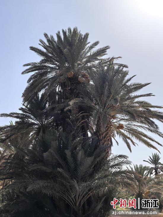 椰枣树 作者供图 椰枣树 作者供图