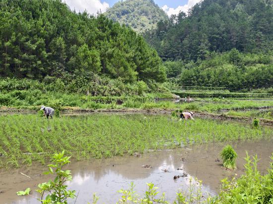 图为烟农正在种植烟后农作物。杨绍基 摄