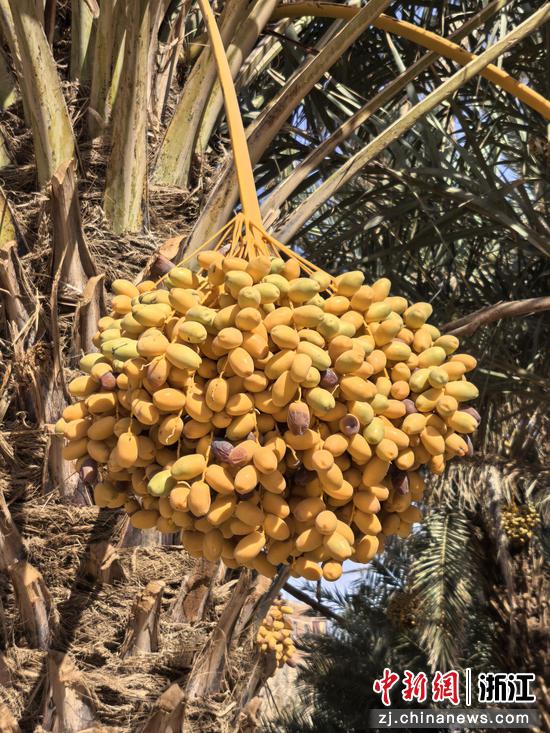 在河谷人家,椰枣是“沙漠里的面包” 作者供图 在河谷人家,椰枣是“沙漠里的面包” 作者供图