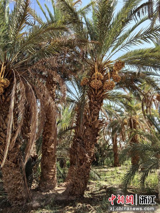 椰枣,曾是士兵背包里最可靠的“救命粮” 作者供图 椰枣,曾是士兵背包里最可靠的“救命粮” 作者供图