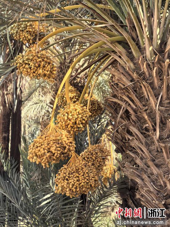 树枝间果然挂着沉甸甸的果串,压得枝条微微下垂 作者供图 树枝间果然挂着沉甸甸的果串,压得枝条微微下垂 作者供图