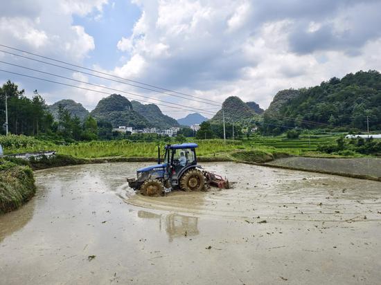 图为烟农正在犁田。杨绍基 摄