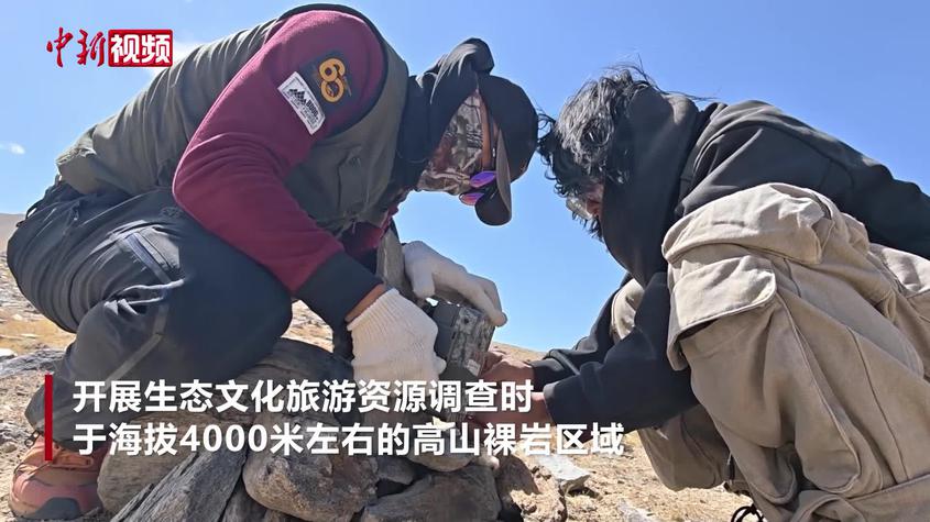 新疆慕士塔格峰监测相机首次发现雪豹身影