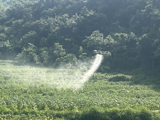 图为烟农利用无人机开展植保。杨绍基 摄