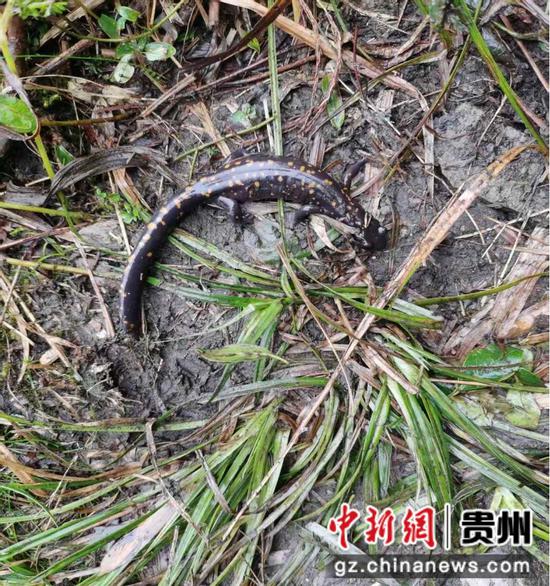 在梵净山发现的贵州拟小鲵生态照  张金发摄 在梵净山发现的贵州拟小鲵生态照  张金发摄