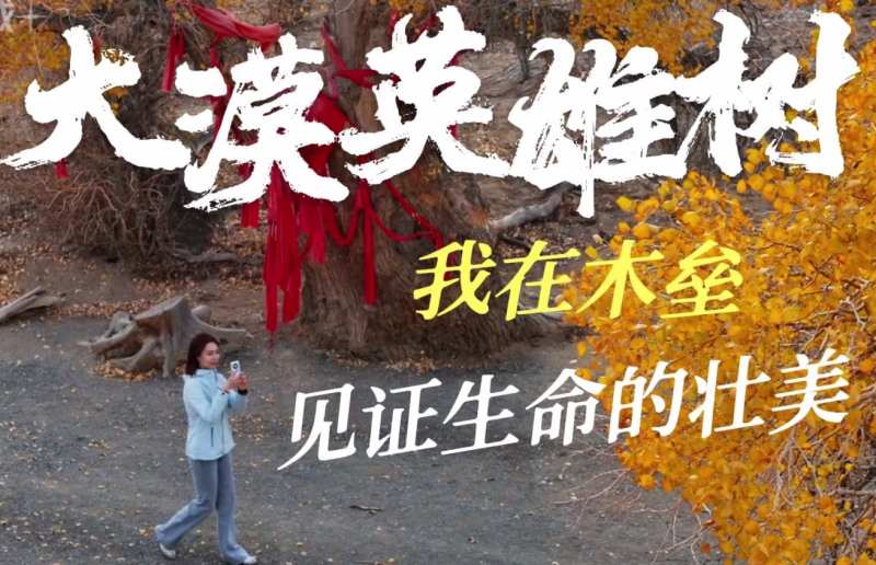 大漠英雄树：我在木垒见证生命的壮美