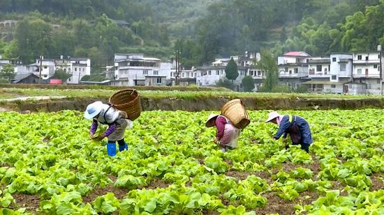 王寨镇高坝村股份经济合作社蔬菜基地。（张燕  摄)