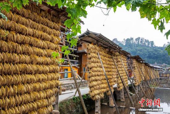 图为在贵州省从江县高增乡占里侗寨拍摄的禾晾景观。罗京来 摄