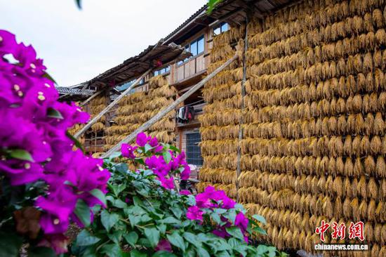 图为在贵州省从江县高增乡占里侗寨拍摄的禾晾景观。罗京来 摄