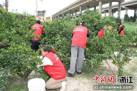近日,志愿者们果园摘橘。北仑官方供图 近日,志愿者们果园摘橘。北仑官方供图