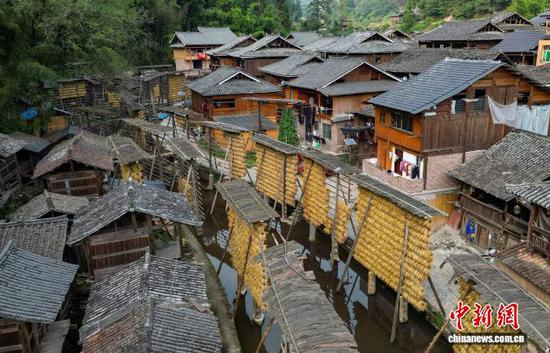 图为在贵州省从江县高增乡占里侗寨拍摄的禾晾景观。卢忠南 摄