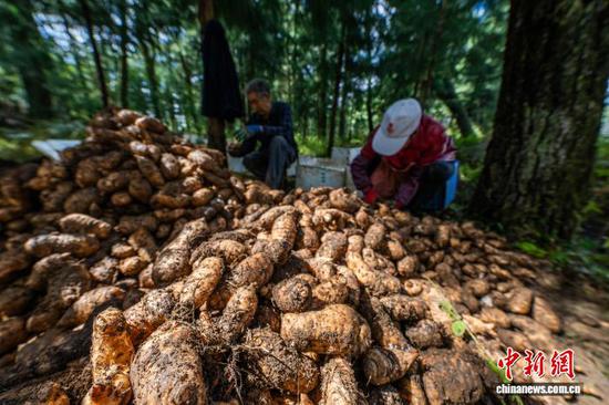 图为村民分拣天麻。罗大富 摄 图为村民分拣天麻。罗大富 摄