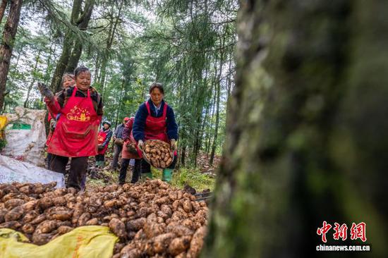 图为村民分拣天麻。罗大富 摄 图为村民分拣天麻。罗大富 摄
