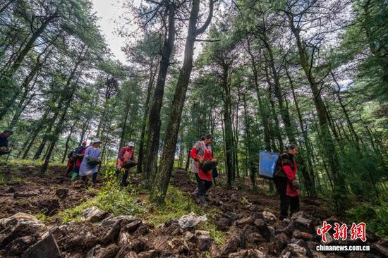 图为村民搬运天麻。罗大富 摄 图为村民搬运天麻。罗大富 摄
