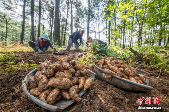 图为村民采挖天麻。罗大富 摄 图为村民采挖天麻。罗大富 摄