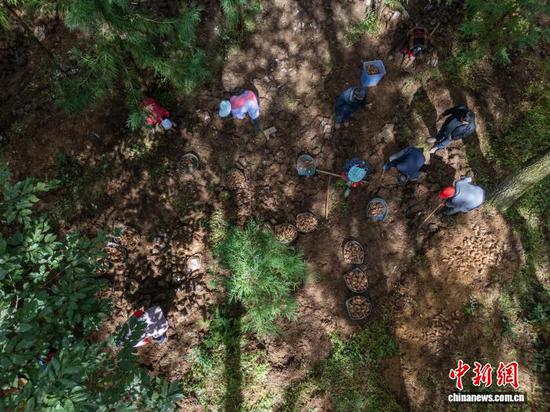 图为航拍村民采挖天麻。罗大富 摄 图为航拍村民采挖天麻。罗大富 摄
