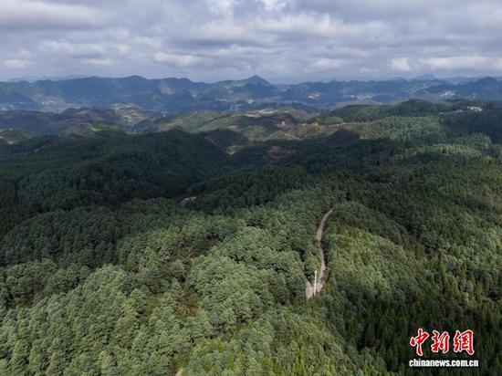 图为航拍毕节市七星关区杨家湾镇拍摄的拱拢坪林场。罗大富 摄 图为航拍毕节市七星关区杨家湾镇拍摄的拱拢坪林场。罗大富 摄