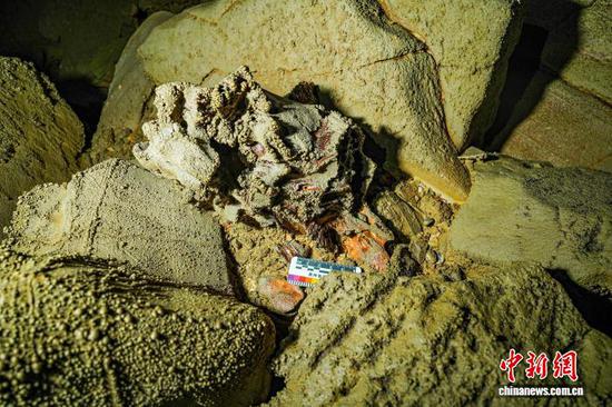 10月14日,贵州绥阳双河洞第24次国际洞穴科学考察发现的羚牛化石。 (贵州省山地资源研究所供图) 10月14日,贵州绥阳双河洞第24次国际洞穴科学考察发现的羚牛化石。 (贵州省山地资源研究所供图)