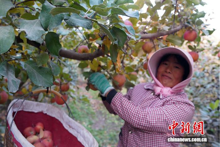 新疆阿拉尔:水果喜获丰收 新疆阿拉尔:水果喜获丰收