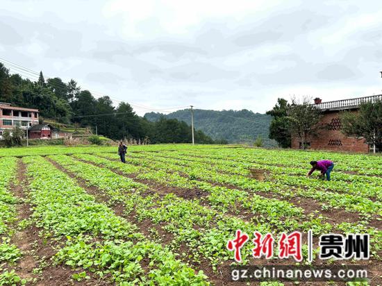 罗禹洞村的油菜集中育苗点,几个村民正在里面仔细挑选长势好的苗子,准备送往基地移栽。刁苓沙 摄 罗禹洞村的油菜集中育苗点,几个村民正在里面仔细挑选长势好的苗子,准备送往基地移栽。刁苓沙 摄
