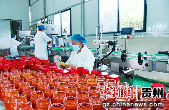 村民在位于凤冈县琊镇茅台村的中塬农业发展(遵义)有限公司生产车间瓶装辣椒制品。饶云  摄 村民在位于凤冈县琊镇茅台村的中塬农业发展(遵义)有限公司生产车间瓶装辣椒制品。饶云  摄