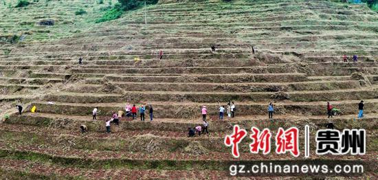 霜降当天,薄雾笼罩程寨镇的山头,罗禹洞村的150亩梯田里,已是一片喧闹。刁苓沙 摄 霜降当天,薄雾笼罩程寨镇的山头,罗禹洞村的150亩梯田里,已是一片喧闹。刁苓沙 摄