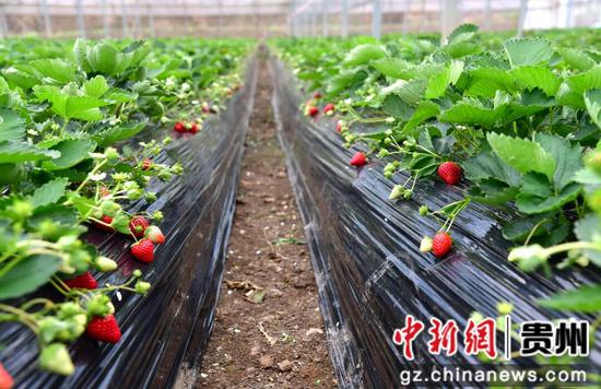 观山湖区融媒体中心 草莓棚里，成熟的草莓依次排开