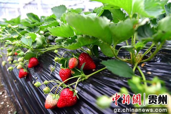 每颗草莓色泽饱满