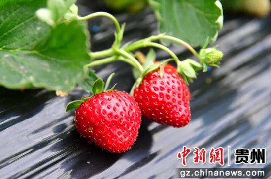 每颗草莓色泽饱满