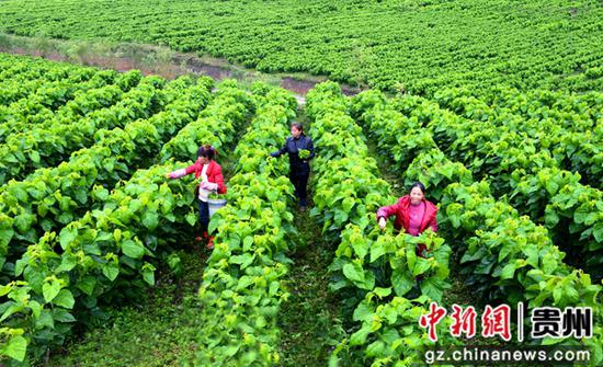 凤冈县土溪镇三河社区村民采桑养蚕。陈昌霖  摄 凤冈县土溪镇三河社区村民采桑养蚕。陈昌霖  摄