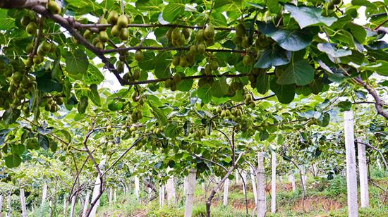 米箩猕猴桃园区。 米箩猕猴桃园区。