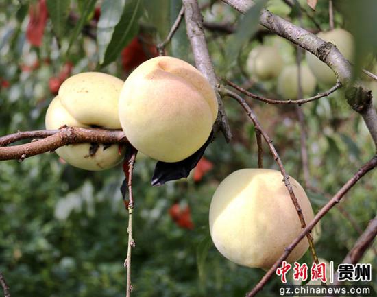 毕节七星关区撒拉溪镇永兴村雪桃喜获丰收。朱欣 摄