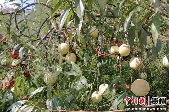 毕节七星关区撒拉溪镇永兴村雪桃喜获丰收。朱欣 摄