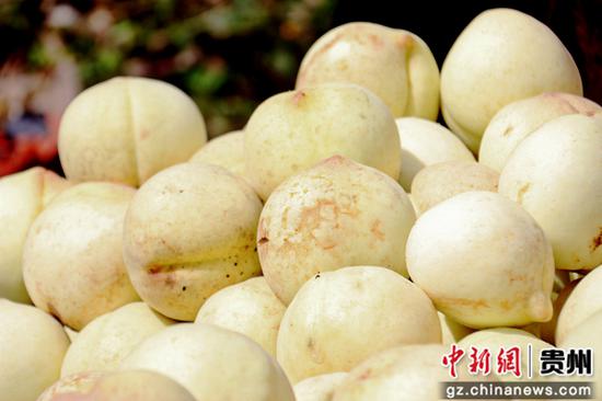 毕节七星关区撒拉溪镇永兴村雪桃喜获丰收。朱欣 摄