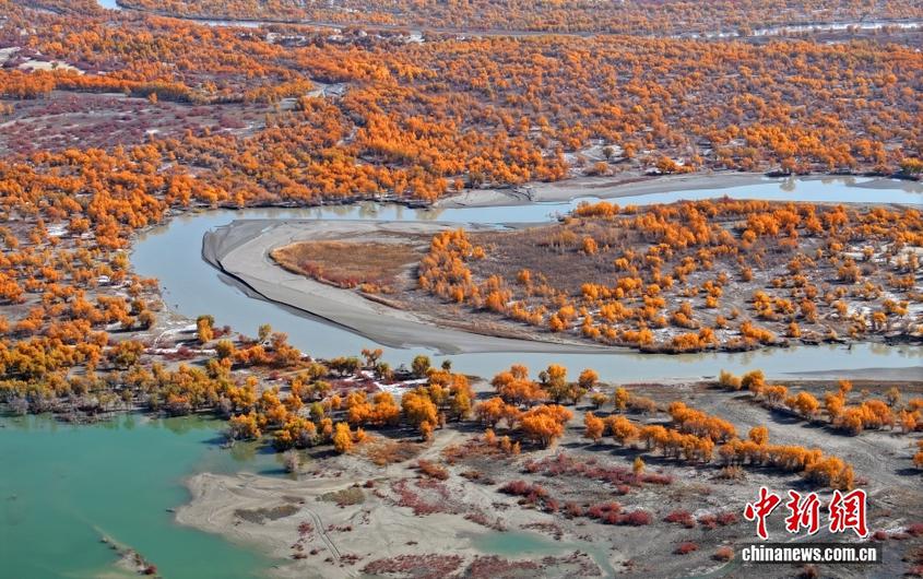 新疆巴州尉犁：胡杨林层林尽染 迎来最佳观赏期