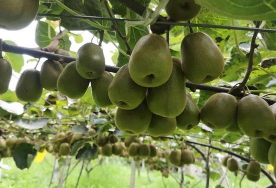 猕猴桃。 猕猴桃。