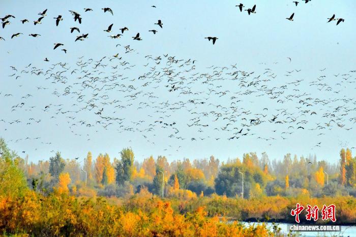 大批灰雁“到访”新疆可克达拉市