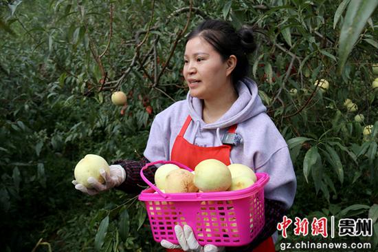 毕节七星关区撒拉溪镇永兴村雪桃喜获丰收。朱欣 摄