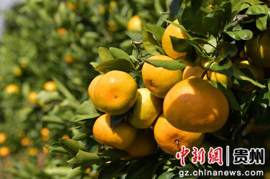 余庆县白泥镇满溪柑橘产业种植面积3600亩,产值超2400万元。 余庆县白泥镇满溪柑橘产业种植面积3600亩,产值超2400万元。