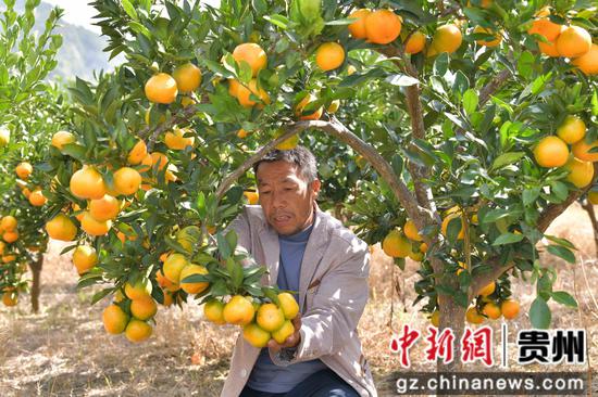 果农正在采摘蜜橘。白青青 摄 果农正在采摘蜜橘。白青青 摄