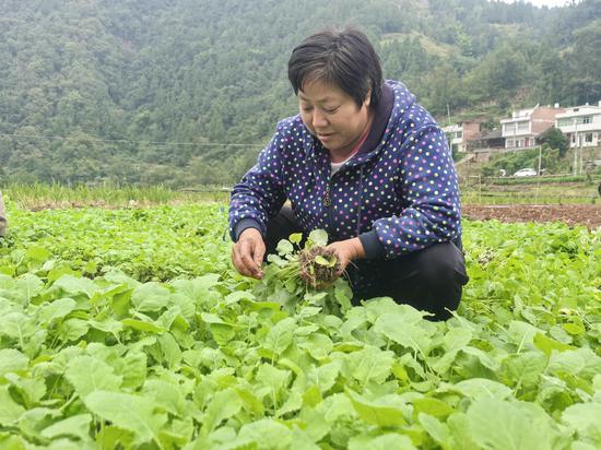 菜农正在认真挑选茁壮油菜苗。王烨 摄 菜农正在认真挑选茁壮油菜苗。王烨 摄