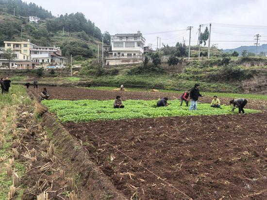 程寨镇田间地头菜农们正在为油菜移栽做准备工作。王烨 摄 程寨镇田间地头菜农们正在为油菜移栽做准备工作。王烨 摄