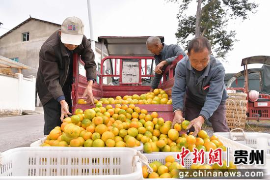 果农正在将蜜橘装框。白青青 摄 果农正在将蜜橘装框。白青青 摄