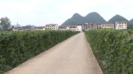 豆角丰收 豆角丰收